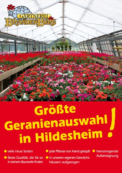 Geranien-2025_kl