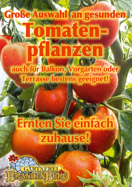 Tomaten_2020